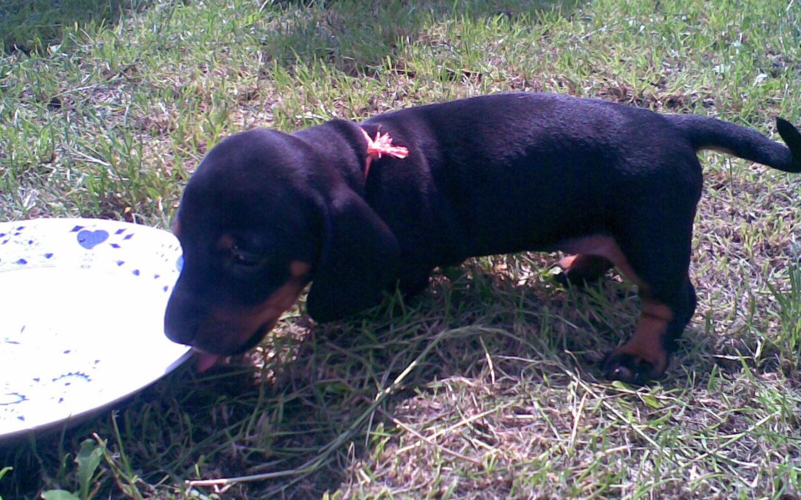 Dachshund Personality Traits: The Little Dog With a Big Heart
