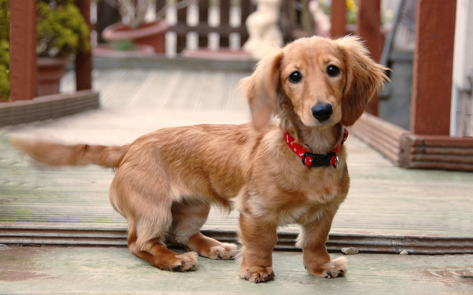How to Train a Dachshund Puppy: A Step-by-Step Guide