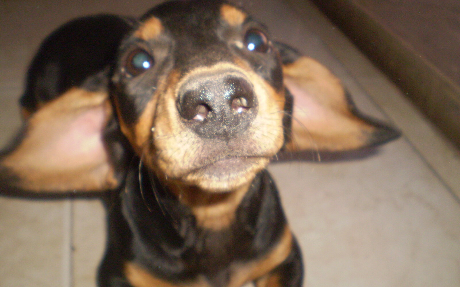Life With a Dachshund: What to Expect in the First Year
