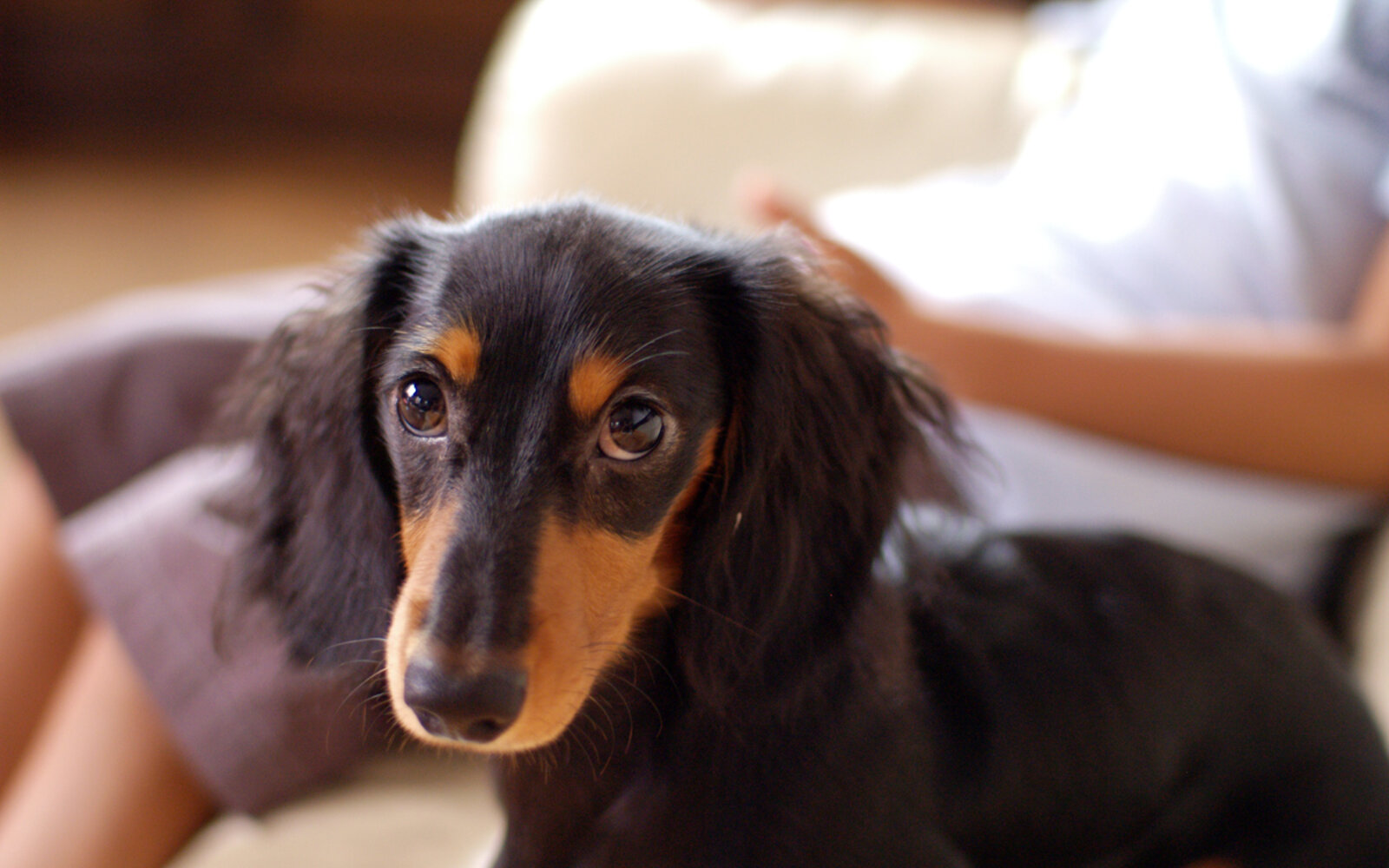 Grooming a Dachshund: Smooth, Long, and Wire-Haired Coats