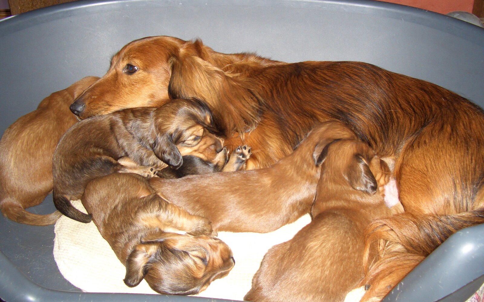 Why Miniature Dachshunds Make the Perfect Family Companion