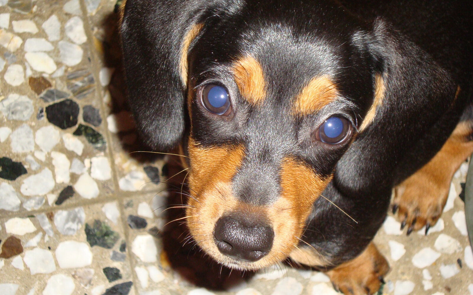 Dachshund Health: Protecting Their Back and Preventing IVDD
