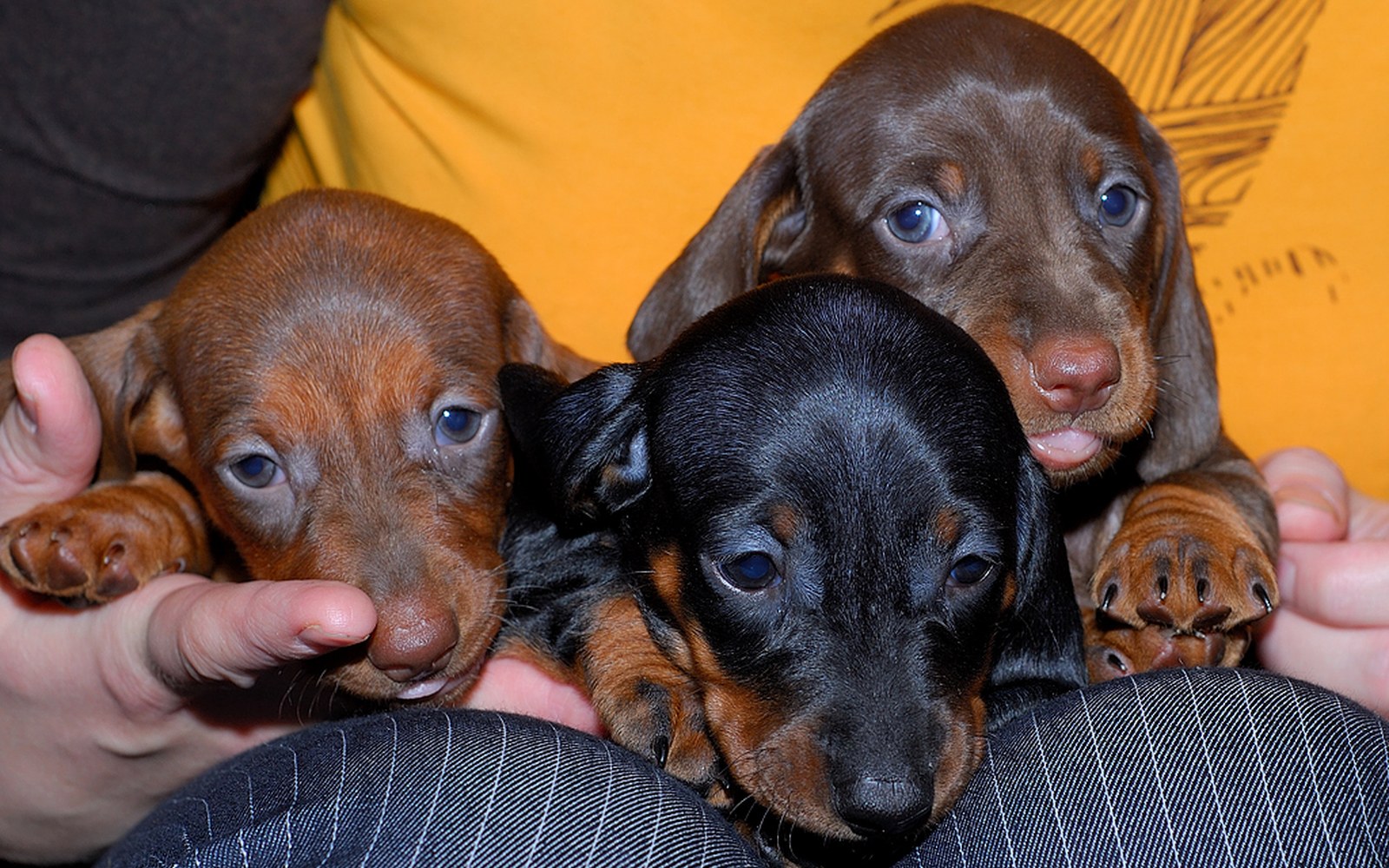Socializing Your Dachshund Puppy: Tips for a Confident Dog